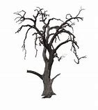 Image result for Spooky Tree Branch