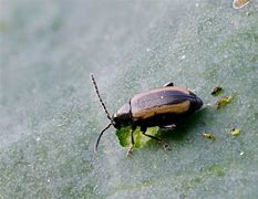 Image result for Lesser Striped Flea Beetle