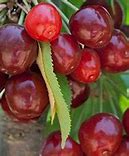 Image result for Black Cherry Tree Uses