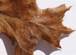 Image result for Leaf Pics No Background