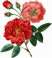 Image result for Rose Vintage Cut Flower