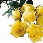 Image result for Yellow and White Roses