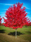 Image result for Eastern Red Maple