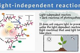 Image result for Light-Dependent Reaction