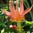 Image result for Double Columbine Flower