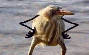 Image result for Birds with Arms Meme