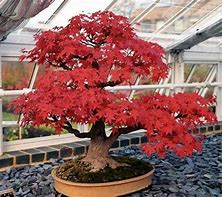 Image result for Full-Grown Bonsai Tree