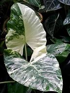 Image result for Small Alocasia Plant