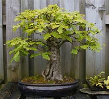 Image result for Black Oak Bonsai