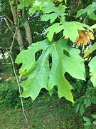 Image result for Big Leaf Maple Blooms On Branch