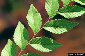 Image result for Identify Siberian Elm Tree