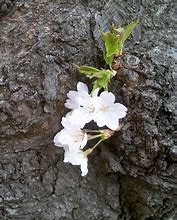 Image result for Cherry Blossom Tree Bark