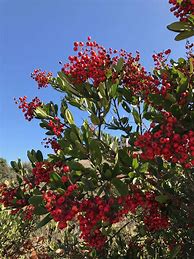 Image result for Toyon Leaf