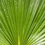 Image result for Green Palm Leaves