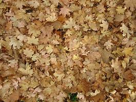 Image result for Fall Leaf Types