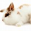 Image result for Cute White Bunny Kawi