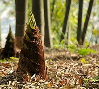 Image result for Growing Bamboo