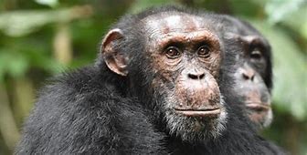 Image result for Funny Chimp Face