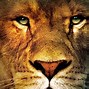 Image result for Lion Full Face