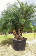 Image result for Cold Tolerant Palm Trees