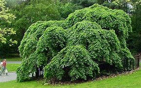 Image result for Weeping Chinese Elm Tree