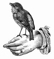 Image result for Perched Bird Drawing