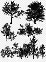 Image result for Big Tree Silhouette