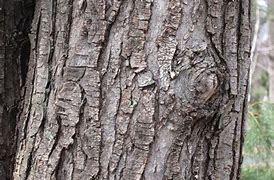 Image result for red maple bark