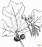 Image result for Oak Tree Coloring