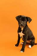 Image result for Australian Cattle Dog Black Labrador Retriever Mix