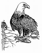 Image result for Drawing a Bird Ona Branch