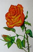 Image result for Orange Rose Drawing