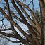 Image result for Quercus Bicolor Swamp White Oak