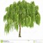 Image result for Willow Tree Silhouette