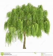 Image result for Children's Hands Willow Tree Clip Art