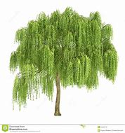 Image result for Willow Tree Clip Art