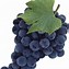 Image result for Grapes Clip Art Free Download