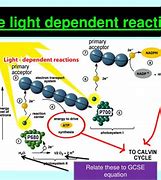 Image result for Light-Dependent Reaction