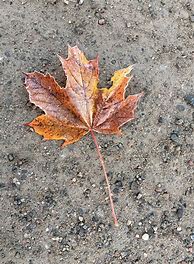 Image result for Mini Canada Maple Leaf