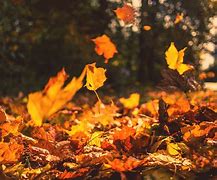 Image result for Fall Tree with Falling Leaves