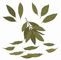 Image result for Bay Leaf Illustration