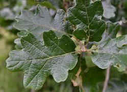 Image result for Oregon White Oak Fruit