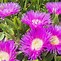 Image result for Perennial Flower Seeds