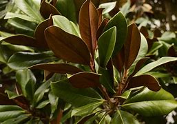 Image result for Lobed Leaves