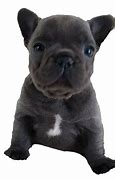 Image result for Bulldog Harness