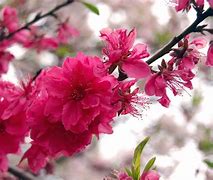 Image result for Red Cherry Blossom Tree