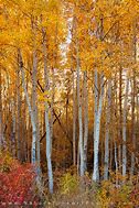 Image result for Aspen Tree Close Up