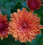 Image result for February Birth Month Flower