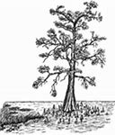 Image result for Bald Cypress Tree Clip Art