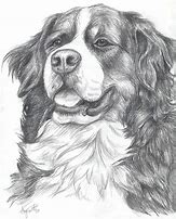 Image result for Bernese Mountain Dog Drawing